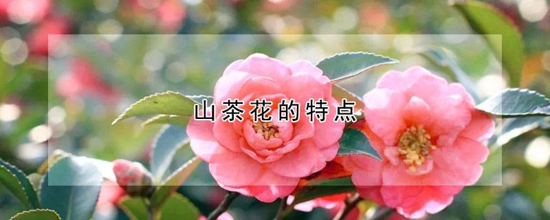 山茶花的特點(diǎn)