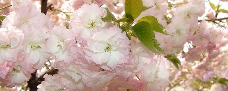櫻花樹(shù)幾年才能長(zhǎng)大