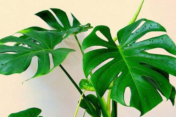 龜背竹禁忌擺放位置，三個(gè)位置不宜擺放