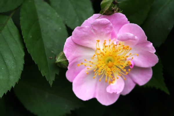 薔薇花水培方法和注意事項(xiàng)