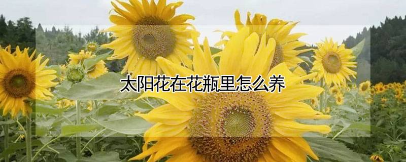 太陽花在花瓶里怎么養(yǎng)