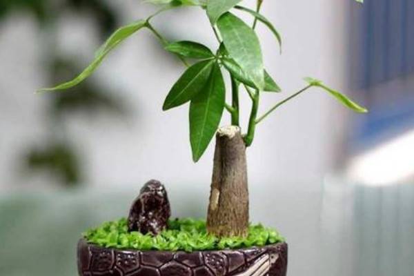 盆栽發(fā)財樹怎么澆水