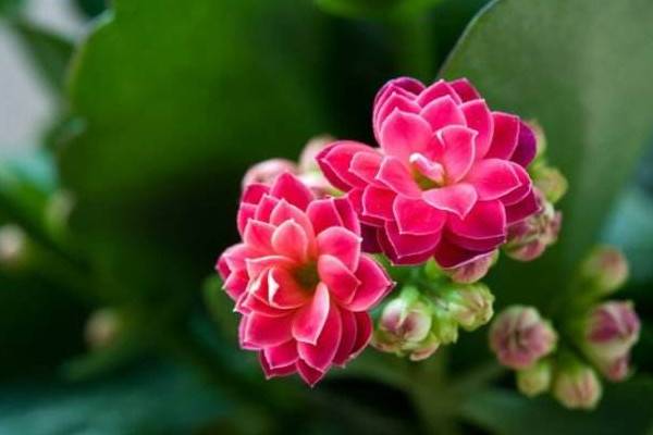 長(zhǎng)壽花怎么不開花，光照不足澆水不當(dāng)