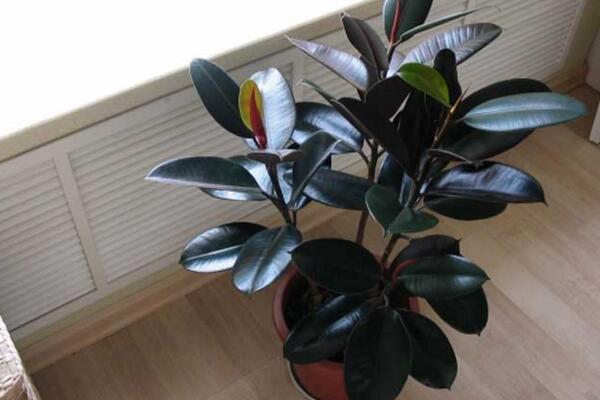 橡皮樹的養(yǎng)殖方法，保證植株生長的5大要點(diǎn)