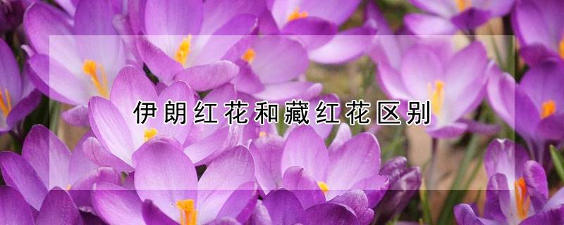 伊朗紅花和藏紅花區(qū)別