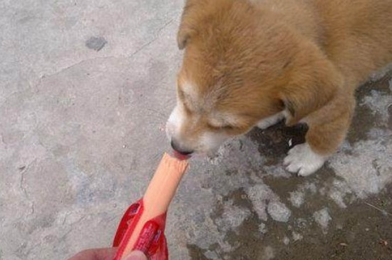 狗可以吃糖果嗎
