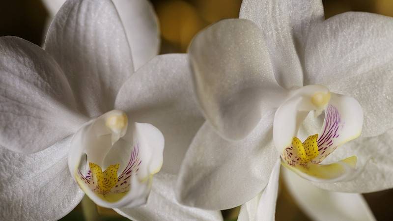 蝴蝶蘭和蘭花的區(qū)別