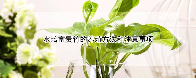 水培富貴竹的養(yǎng)殖方法和注意事項(xiàng)