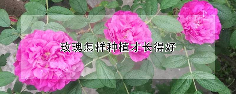 玫瑰怎樣種植才長得好