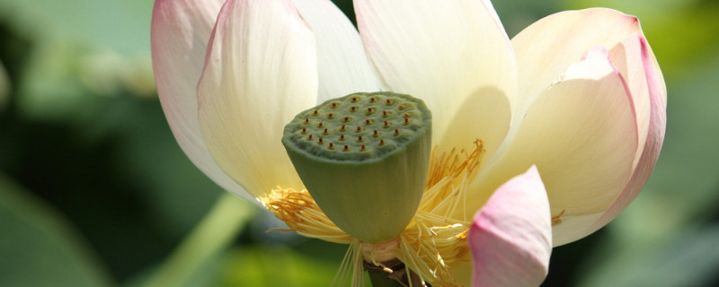荷花春天開(kāi)嗎