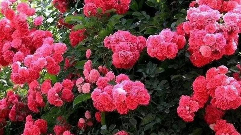 紅木香怎么養(yǎng) 有哪些注意事項
