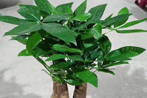 發(fā)財樹用什么土最好呢 發(fā)財樹配土方法
