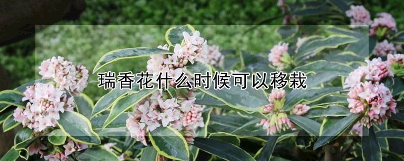 瑞香花什么時(shí)候可以移栽