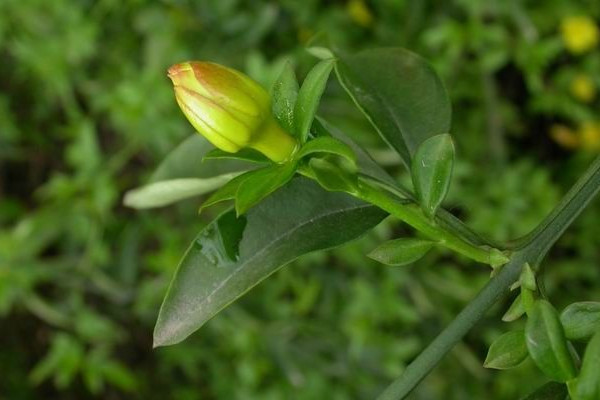 迎春花移栽后幾天能生根發(fā)芽
