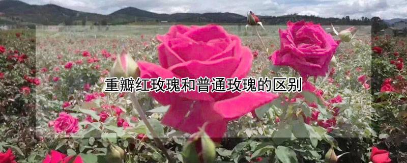重瓣紅玫瑰和普通玫瑰的區(qū)別