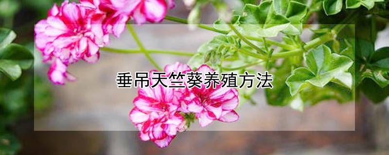 垂吊天竺葵養(yǎng)殖方法