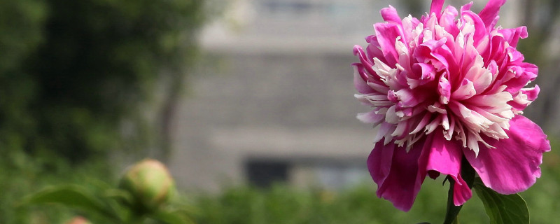 芍藥花夏季開花嗎