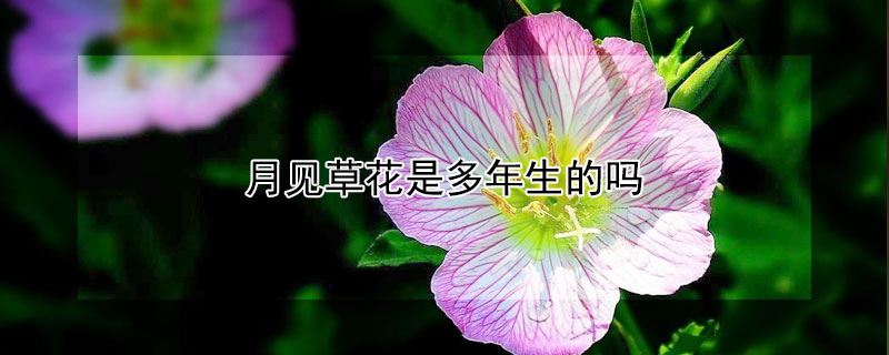 月見(jiàn)草花是多年生的嗎