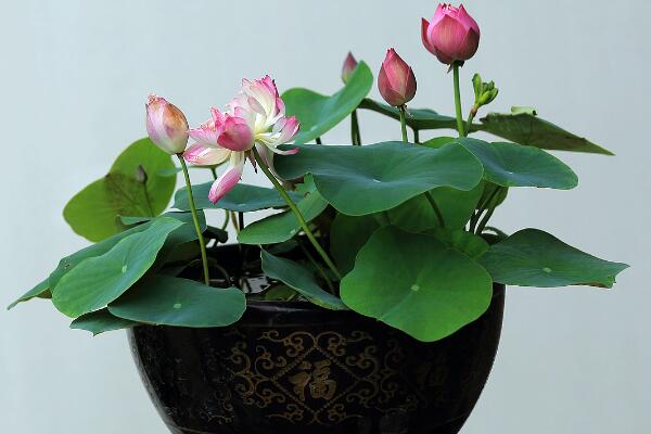 荷花花期怎么養(yǎng)護，保證光照以及養(yǎng)分充足