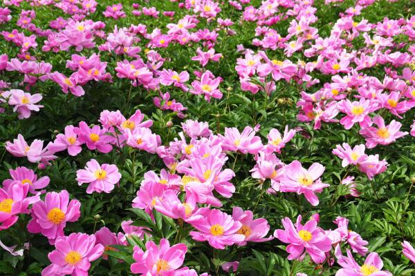 芍藥花期，芍藥花的開花時間是5-6月