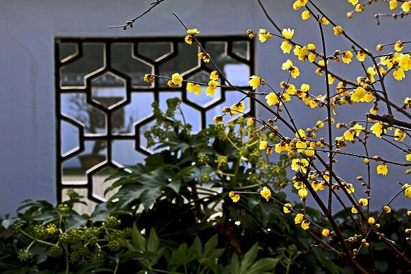臘梅花怎么養(yǎng)，臘梅花養(yǎng)殖5大要點(diǎn)