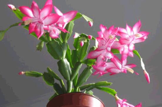 蟹爪蘭冬天能開花嗎，冬季做好六點(diǎn)養(yǎng)護(hù)措施便可花開爆盆