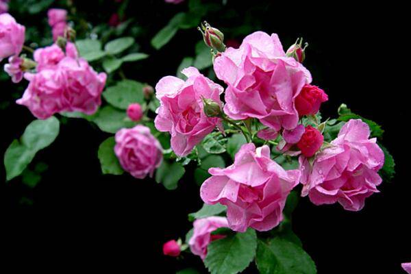 薔薇花什么季節(jié)種植，一年四季都可以