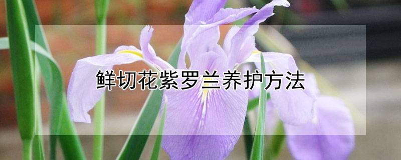 鮮切花紫羅蘭養(yǎng)護(hù)方法