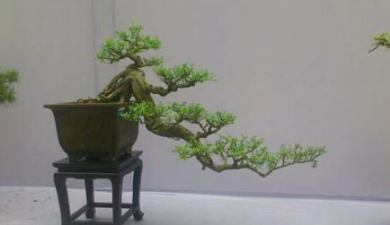 九里香盆景的養(yǎng)殖方法，做好七個基本養(yǎng)殖要點滿盆花香