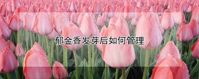 郁金香發(fā)芽后如何管理