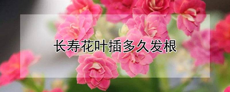 長(zhǎng)壽花葉插多久發(fā)根