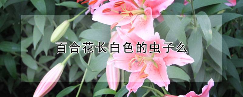 百合花長白色的蟲子么