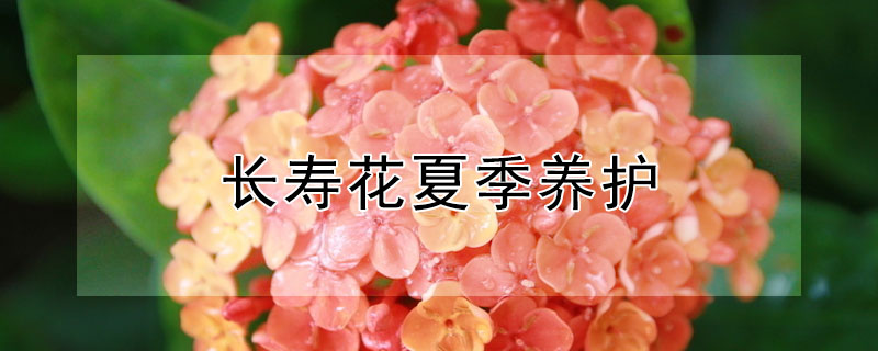 長壽花夏季養(yǎng)護