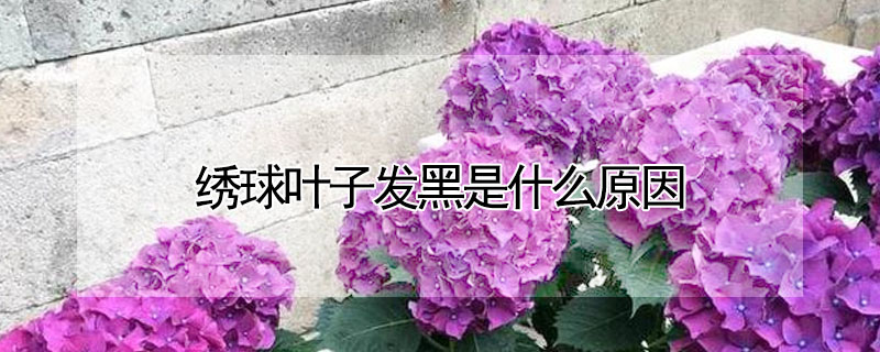 繡球葉子發(fā)黑是什么原因