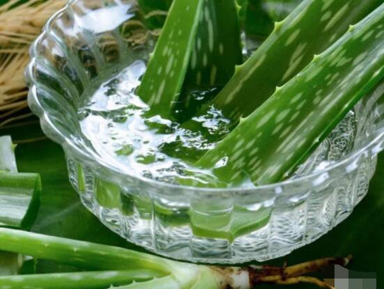 蘆薈的功效，美容養(yǎng)顏、防御病菌、減肥止痛
