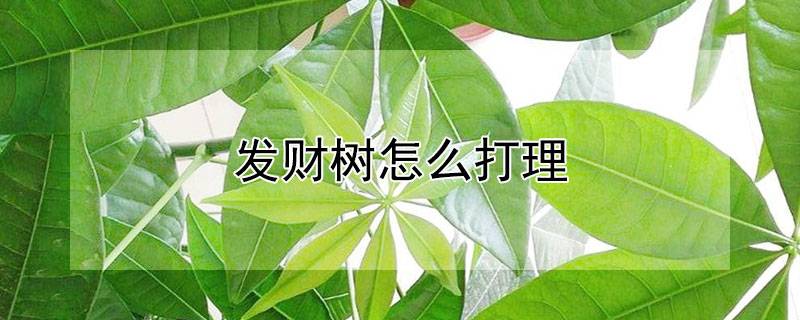 發(fā)財(cái)樹怎么打理