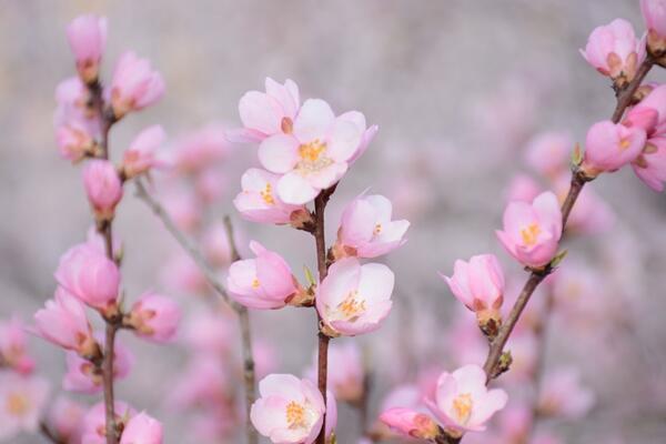 櫻花怎么施肥，櫻花的施肥可以從4步進(jìn)行