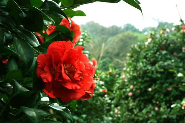 烈香茶花如何養(yǎng)殖