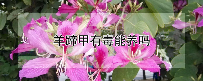 羊蹄甲有毒能養(yǎng)嗎