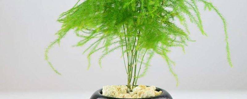 文竹結(jié)果后怎么處理