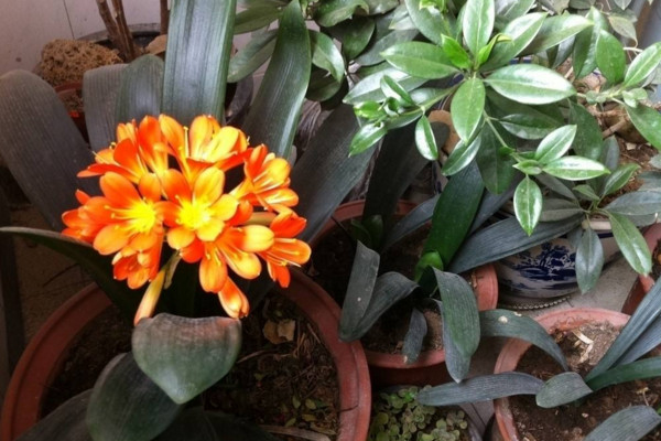 君子蘭怎么養(yǎng)才能開(kāi)花，保證光照、養(yǎng)分充足