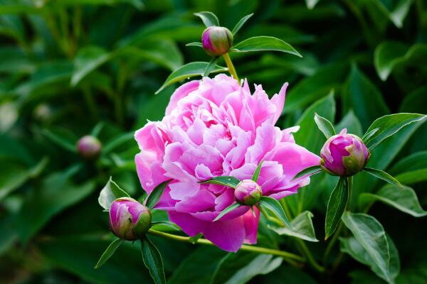 芍藥花期，芍藥花的開花時間是5-6月