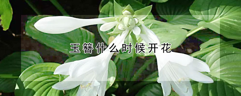 玉簪什么時(shí)候開花