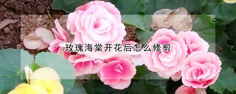 玫瑰海棠開(kāi)花后怎么修剪