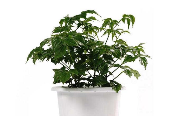 幸福樹的養(yǎng)護(hù)，栽種土壤和水份的施加都要注意