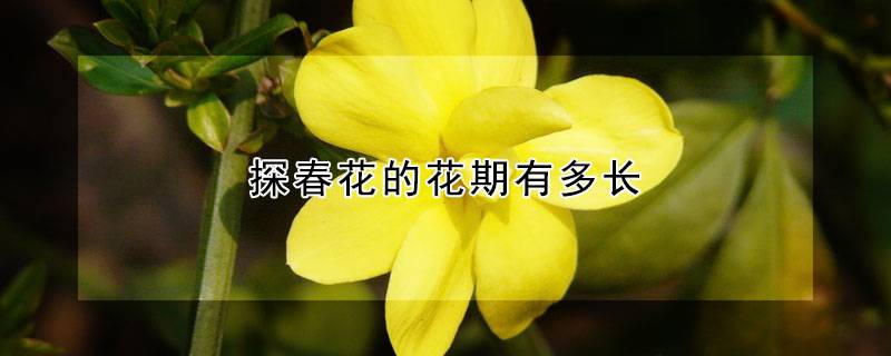 探春花的花期有多長