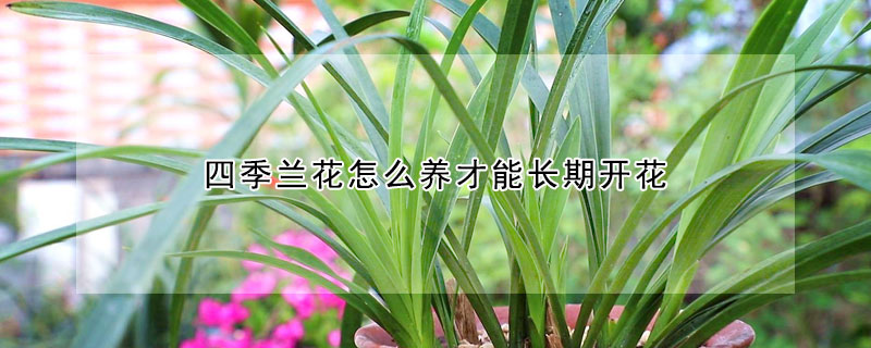 四季蘭花怎么養(yǎng)才能長期開花