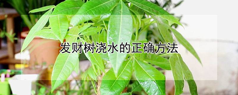 發(fā)財樹澆水的正確方法