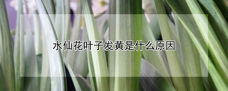 水仙花葉子發(fā)黃是什么原因