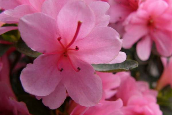 杜鵑花買來(lái)一定要換土嗎